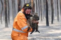 В Австралии погибли свыше 1 миллиарда животных