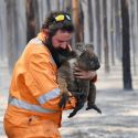 В Австралии погибли свыше 1 миллиарда животных