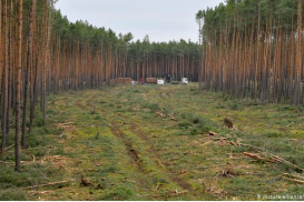Ради завода Tesla вырубят часть леса