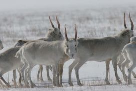 В Казахстане восстанавливается численность сайгаков