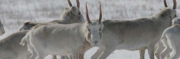 В Казахстане восстанавливается численность сайгаков