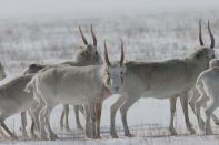 В Казахстане восстанавливается численность сайгаков