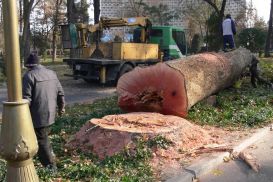 В Узбекистане ужесточили наказание за вырубку деревьев