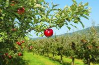 За вырубку яблоневых садов наказывать не будут