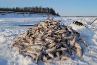 С начала года в Казахстане нанесли многомиллионный ущерб природе