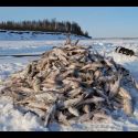 С начала года в Казахстане нанесли многомиллионный ущерб природе