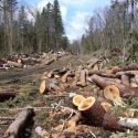 В акимате Алматы начнут публиковать список организаций, которые незаконно вырубили деревья