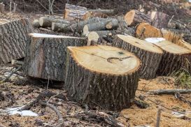 Вырубка деревьев у Sulpak: суд вынес приговор