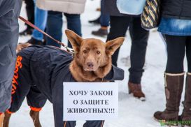 Чипирование, штрафы, собачьи бои: депутаты приняли законопроект о «защите животных»