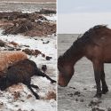 Атырау облысында белгісіз дерттен жаппай мал қырылып жатыр