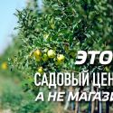 В Алматы возрождают яблоневые сады