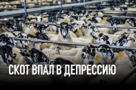 Скот впал в депрессию